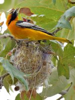 Oriole8.jpg