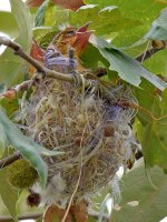 Oriole7.jpg