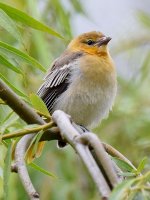 Oriole2.jpg