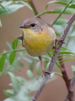 YellowThroat2.jpg
