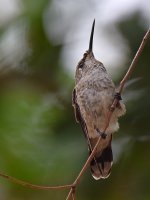 Hummer2.jpg