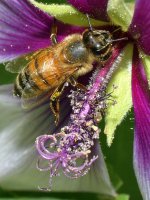 Bee.jpg