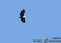 African-Fish-Eagle---1-(RV_D3200_DSC_4928)_web.jpg