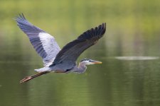 LongHeronFly-1.jpg
