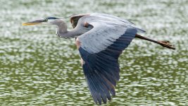LongHeronFly-2.jpg