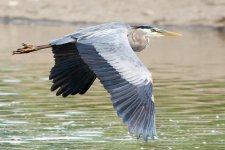 LongHeronFly-3.jpg