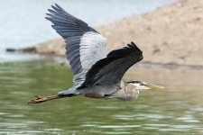 LongHeronFly-4.jpg