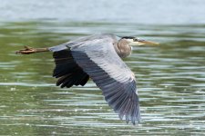 LongHeronFly-5.jpg
