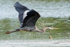 LongHeronFly-6.jpg