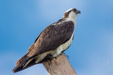 OspJune-2.jpg