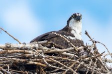 OspJune-3.jpg