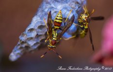 Wasps10-L.jpg
