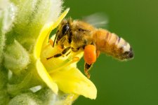 BeeFlower-4.jpg