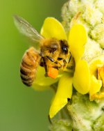 BeeFlower-5.jpg