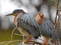 GreenHeron.jpg
