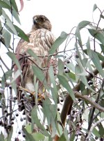 Hawk2.jpg