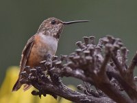 Hummer.jpg