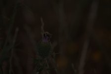 _DSC2931.jpg