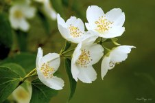 Fleurs du jour 7 juillet 15.jpg
