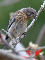 Bluebird4.jpg