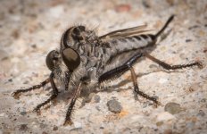Insect-0716.jpg