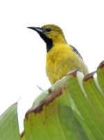 Oriole.jpg