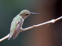 Hummer7.jpg