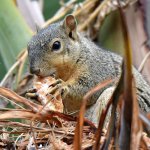 Squirrel3.jpg