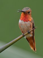 Hummer4.jpg