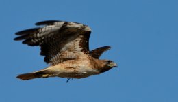 6th July 2015 006.JPG