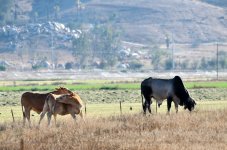 6th July 2015 012.JPG