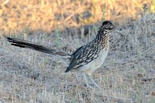 6th July 2015 017.JPG