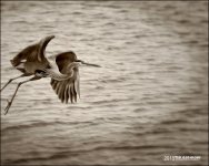 7-7-15 Whiskey Island  38 copy.jpg