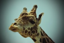 Lomo Giraffe.jpg