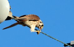 7th July 2015 010.JPG