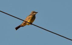 7th July 2015 020.JPG