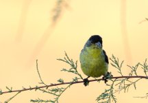 7th July 2015 029.JPG