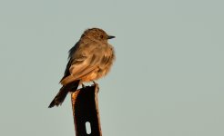 7th July 2015 031.JPG