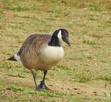 DSCN1617.jpg