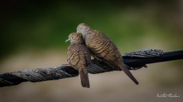romance-2.jpg