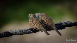 romance-4.jpg