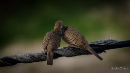 romance-5.jpg
