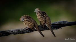 romance-8.jpg