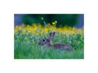 small rabbit.jpg