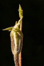 20150405-bud.jpg