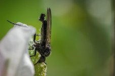 20150421-fly.jpg