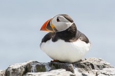 DSC_3196.jpg