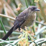 Grackle4.jpg