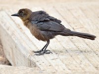 Grackle2.jpg