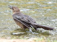 Grackle8.jpg